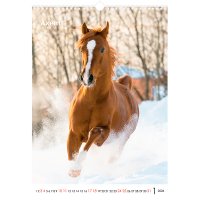 Календар A3 настінний на 2026 р "Horses", Axent